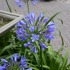 Plant Photo 8