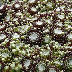 Plant Photo 10