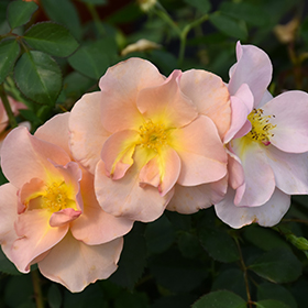 Plant Photo 4