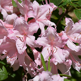 Plant Photo 5