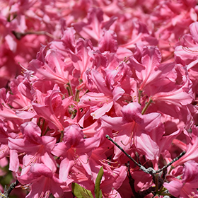 Plant Photo 4