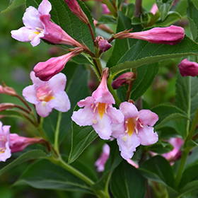 Plant Photo 10