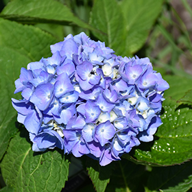 Plant Photo 1