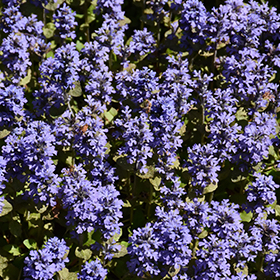 Plant Photo 4