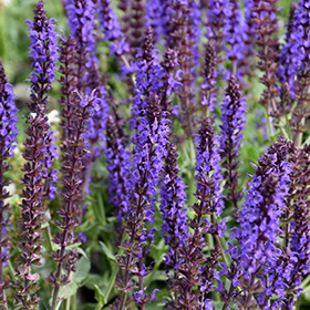 Plant Photo 6