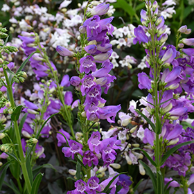 Plant Photo 1