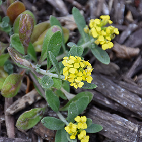 Plant Photo 6