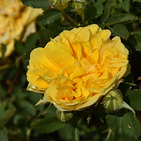 Plant Photo 7