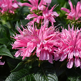 Plant Photo 9