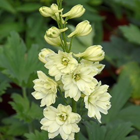 Plant Photo 6