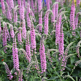 Plant Photo 5