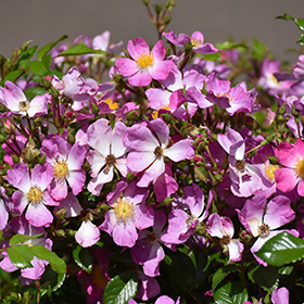 Plant Photo 9