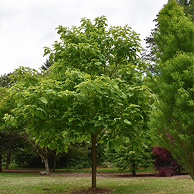 Plant Photo 7