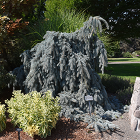 Plant Photo 7