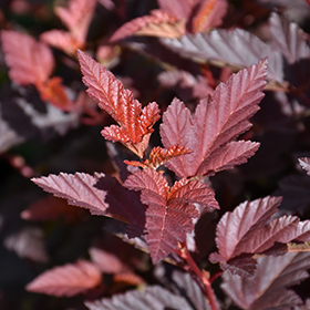 Plant Photo 8