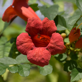 Plant Photo 4