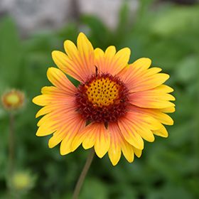 Plant Photo 9