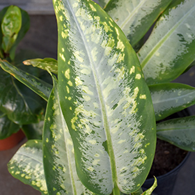 Plant Photo 3