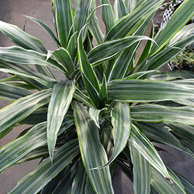 Plant Photo 4