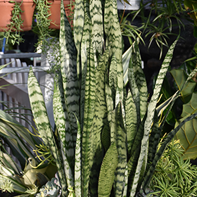 Plant Photo 3