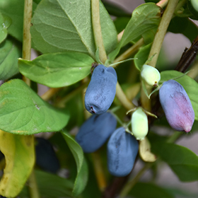 Plant Photo 3