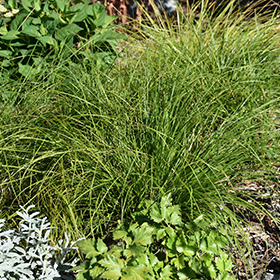 Plant Photo 8