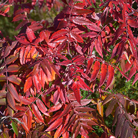 Plant Photo 3