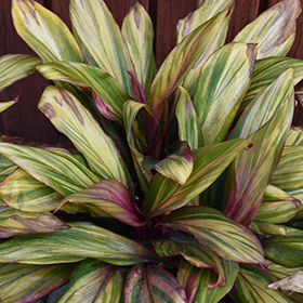 Plant Photo 9