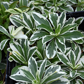 Plant Photo 1