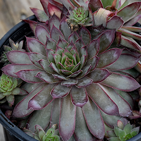 Plant Photo 2
