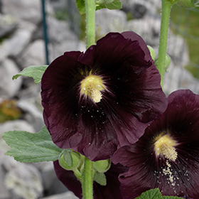 Plant Photo 7