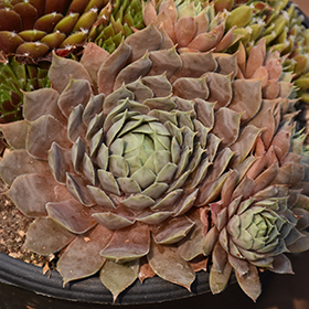 Plant Photo 5