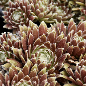 Plant Photo 4