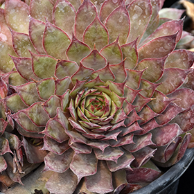 Plant Photo 3