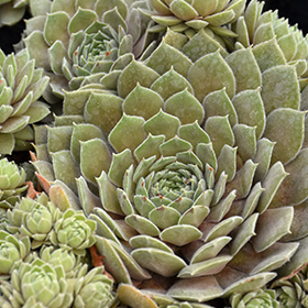 Plant Photo 4
