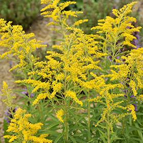 Plant Photo 7