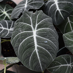 Plant Photo 8