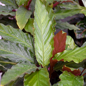Plant Photo 8