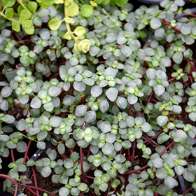 Plant Photo 4
