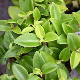 Plant Photo 9