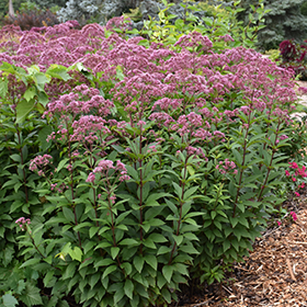 Plant Photo 4