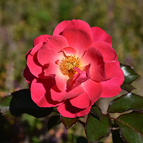 Plant Photo 5