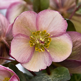 Plant Photo 1