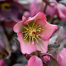 Plant Photo 8