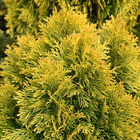 Plant Photo 7
