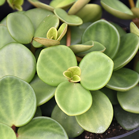 Plant Photo 4