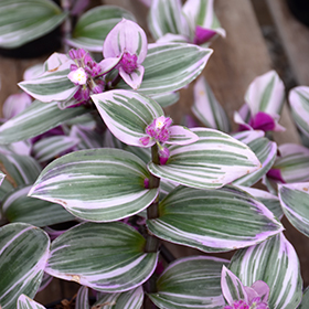 Plant Photo 6