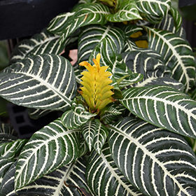 Plant Photo 3