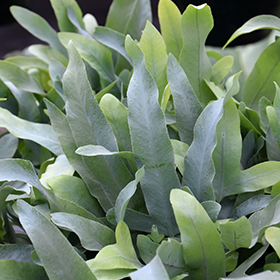 Plant Photo 1