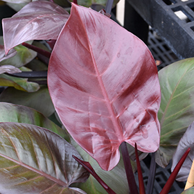 Plant Photo 4